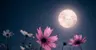 Profile picture of Moon_Lover_Templates